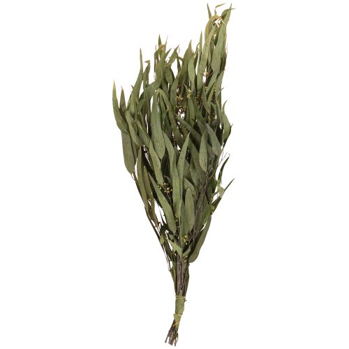 Article Branches d&#39;eucalyptus préservées, feuilles vertes ovales, 150 g