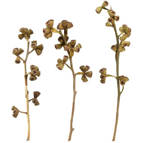Branches d&#39;eucalyptus eucalyptus exotique décoratif naturel 20-30cm 25 pcs
