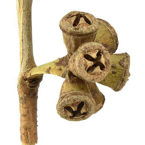 Article Branches d'eucalyptus eucalyptus exotique décoratif naturel 20-30cm 25 pcs