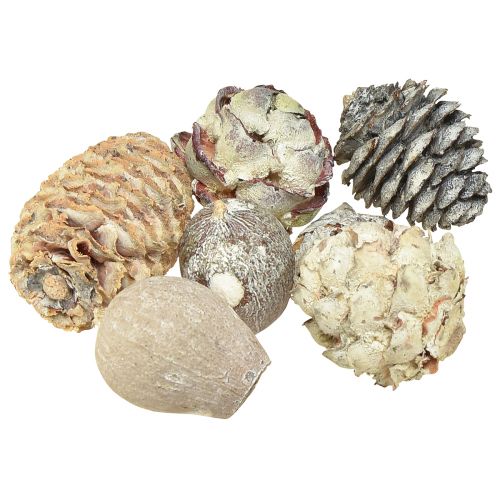 Floristik24 Cônes exotiques Leucodendron blanc lavé 3-4cm 450g