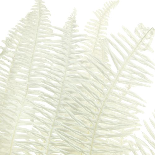 Article Fougère Feuilles de Fougère Décoratives Préservées Blanchies L45cm 10 pcs