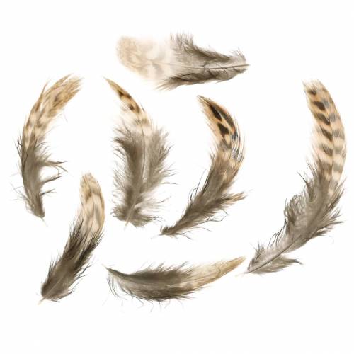 Floristik24 Plumes naturelles 4.5 - 9cm 20g