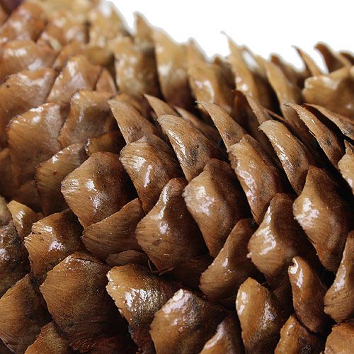Floristik24 Couronne de pommes d&#39;épicéa Ø27cm