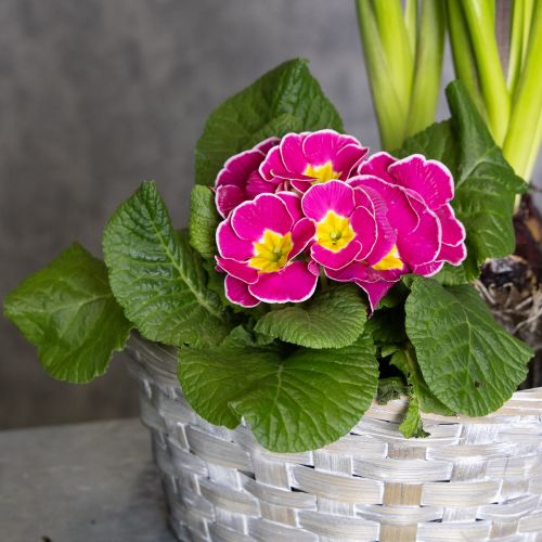 Article Panier tressé, une élégante décoration florale pour le salon. Panier de Pâques, 23 cm, lot de 6.