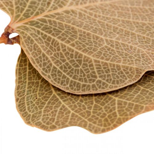 Article Feuilles séchées décoration Moneta fleuriste sèche nature 200g