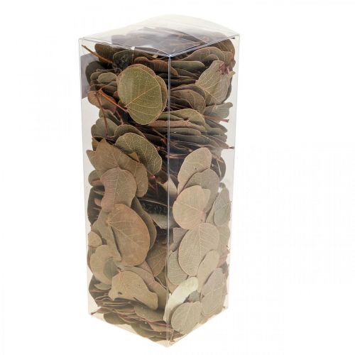 Article Feuilles séchées décoration Moneta fleuriste sèche nature 200g