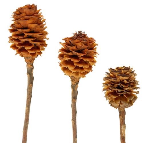 Floristik24 Glabrum Leucospermum Fleurs séchées 25-40 cm 25 pièces