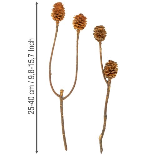 Article Glabrum Leucospermum Fleurs séchées 25-40 cm 25 pièces