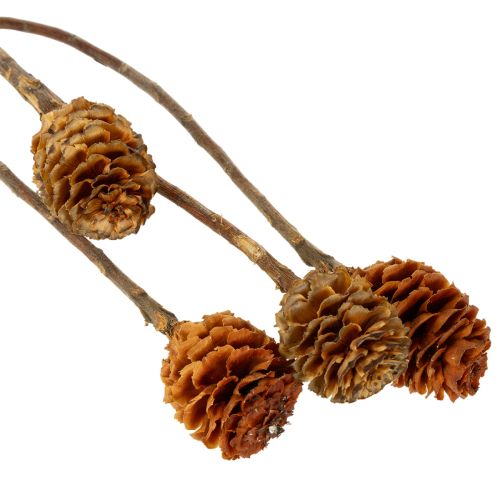 Article Glabrum Leucospermum Fleurs séchées 25-40 cm 25 pièces