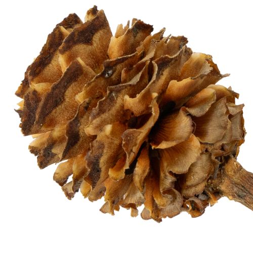 Article Glabrum Leucospermum Fleurs séchées 25-40 cm 25 pièces