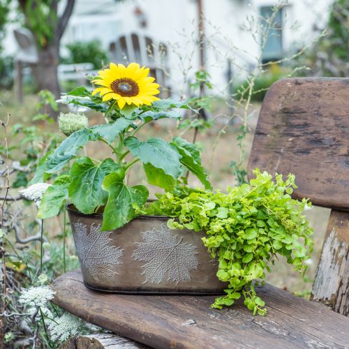 Article Pot d'automne, coupe-plantes à feuilles, décoration métal doré L38cm H15cm