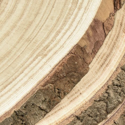 Article Disques en bois disque d'arbre Paulownia naturel Ø26-28cm 3 pcs