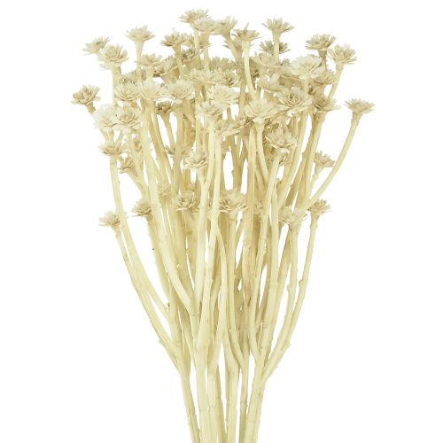Floristik24 Curry artificiel blanc beige L28cm 12 pcs 1 botte