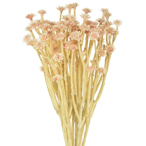 Floristik24 Fleurs artificielles de paille italienne rose L28cm
