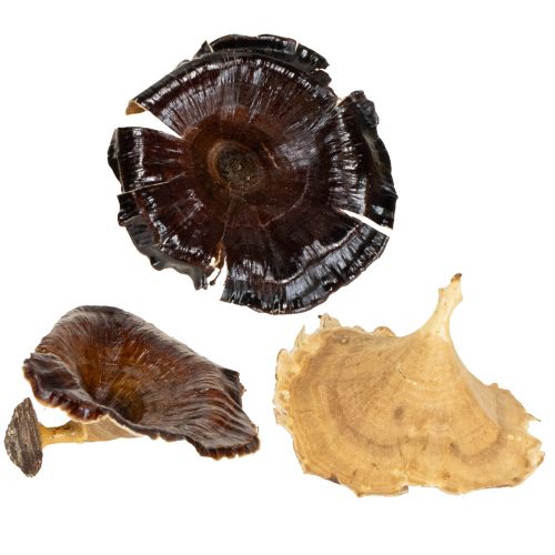 Floristik24 Kalix Champignon Vernis Naturel 100 pcs