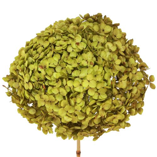 Floristik24 Hortensia stabilisé grand en vert Ø20cm L50–60cm