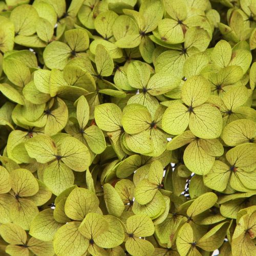 Floristik24 Hortensia stabilisé grand en vert Ø20cm L50–60cm