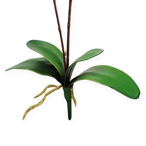 Floristik24 Orchidée artificielle avec feuilles Rose 68cm