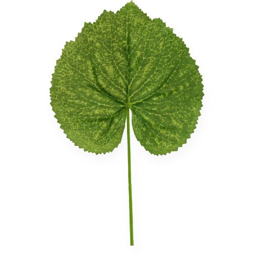 Floristik24 Plante déco feuilles Galax L10cm L22cm 24pcs