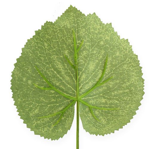 Article Plante déco feuilles Galax L10cm L22cm 24pcs