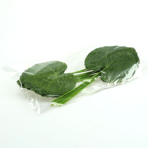 Floristik24 Plante déco feuilles Galax L10cm L22cm 24pcs