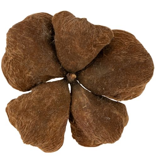 Article Landlotus Nature 50 pièces