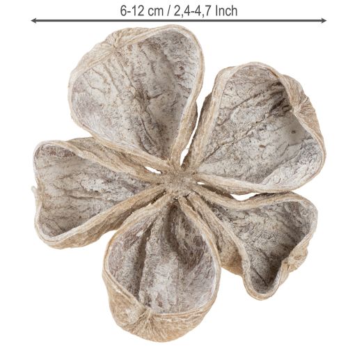 Lot de 50 lotus blancs délavés 6-12 cm | Floristik24.be