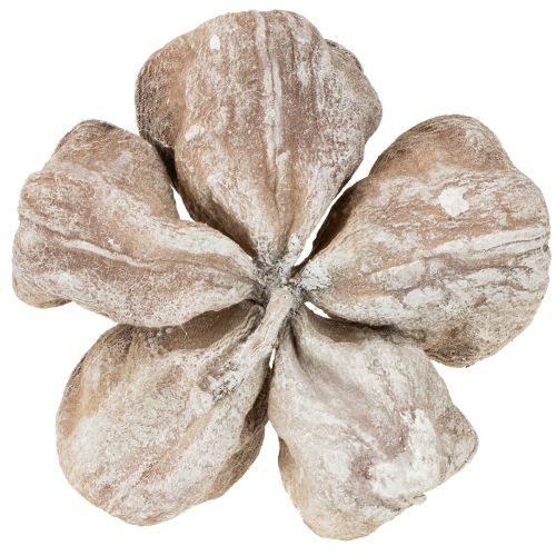 Lot de 50 lotus blancs délavés 6-12 cm | Floristik24.be