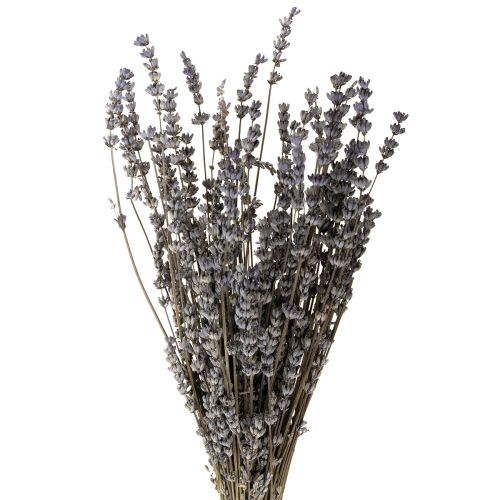 Floristik24 Fleurs séchées parfumées de lavande 35-40 cm 50 g