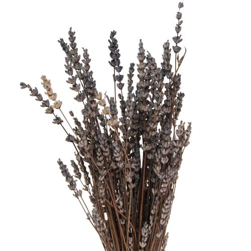 Floristik24 Fleurs séchées parfumées de lavande 35-40cm 50g