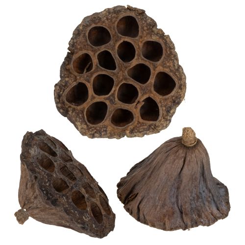Bulbe de lotus grand 100 pcs naturel