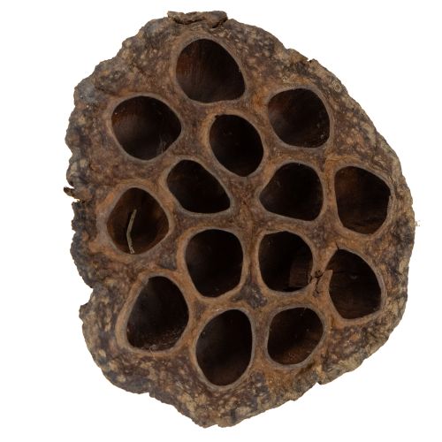 Article Bulbe de lotus grand 100 pcs naturel