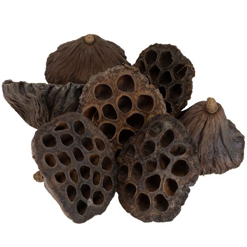Article Bulbe de lotus grand 100 pcs naturel