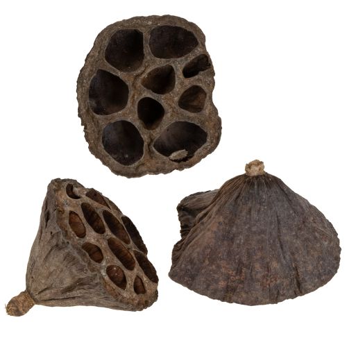 Floristik24 Bulbe de lotus petit 100 pcs. naturel
