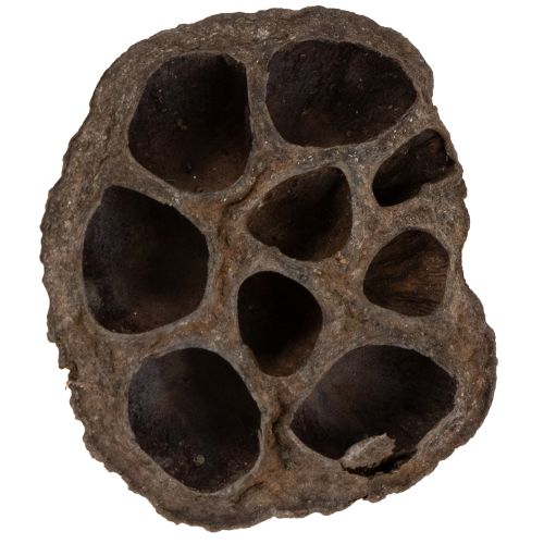 Article Bulbe de lotus petit 100 pcs. naturel