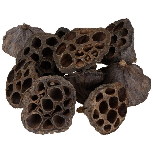 Article Bulbe de lotus petit 100 pcs. naturel