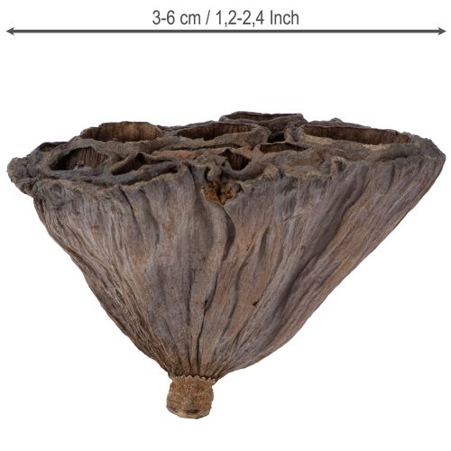 Bulbe de lotus petit 100 pcs. naturel | Floristik24.be