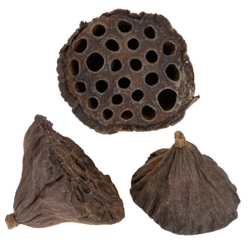 Floristik24 Lotus piston moyen 100 pièces naturel