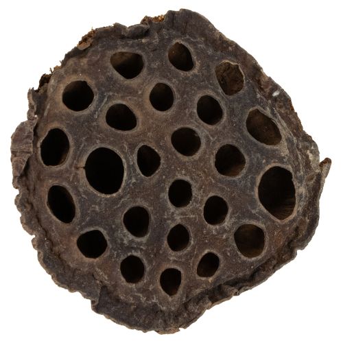 Article Lotus piston moyen 100 pièces naturel