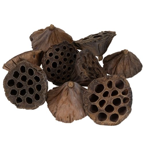 Article Lotus piston moyen 100 pièces naturel