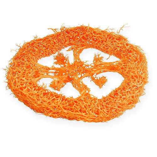 Floristik24 Tranches de luffa orange 25 p.