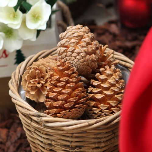 Cônes Maritima crème-vanille mixte 5-18cm 25 pcs
