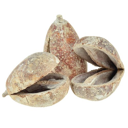 Floristik24 Mike Fruit exotiques séchés blanchis à la chaux 4-6cm 50 pcs