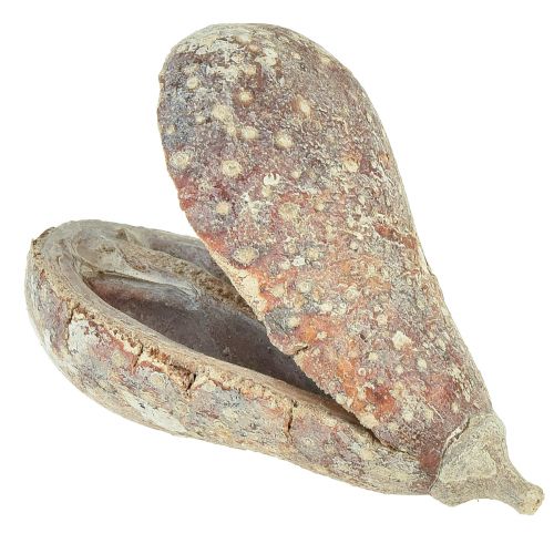Article Mike Fruit exotiques séchés blanchis à la chaux 4-6cm 50 pcs