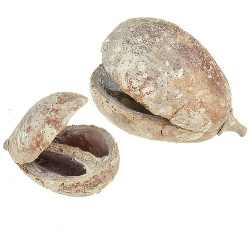 Article Mike Fruit exotiques séchés blanchis à la chaux 4-6cm 50 pcs