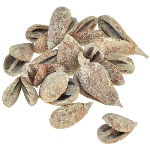 Article Mike Fruit exotiques séchés blanchis à la chaux 4-6cm 50 pcs