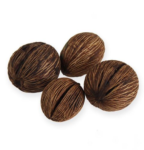 Floristik24 Fruits de cerbera Mintolla déco Nature 8-10cm 15 pièces
