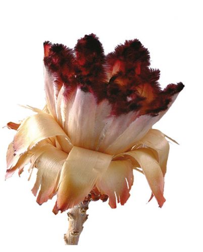 Floristik24 Nerifolia Bourgeon 250 pcs