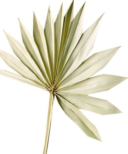 Article Palmspear Sun Feuille de palmier naturelle séchée, décoration naturelle, 30 pièces