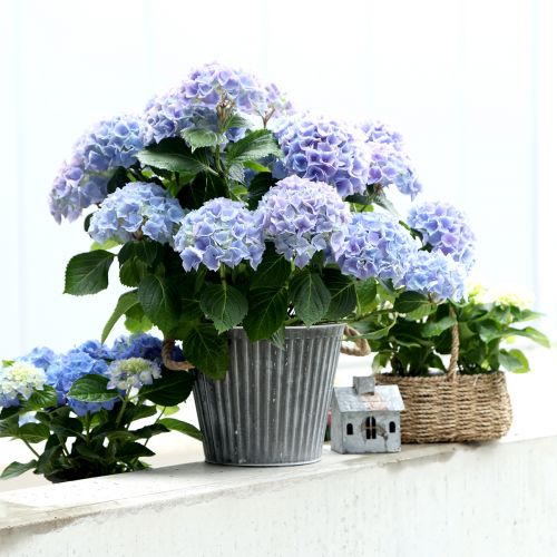 Floristik24 Jardinière, pot décoratif avec anses, pot en métal pour plantation Ø25,5cm